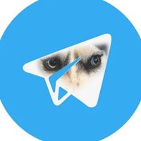 DOGWIFHOOD в Telegram: мем-койн на TON и информационный центр