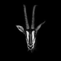 SEMZ в Telegram: сбор токенов и SWAP на TON