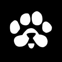 PAWS в Telegram: мини-приложение от создателей Notcoin
