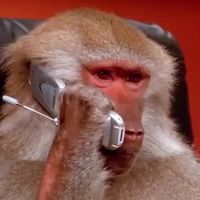 Манки Cards в Telegram: карточные игры для чатов и групп